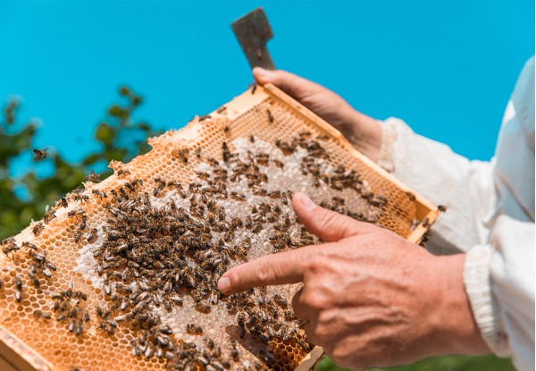 Quand vient la fin de l’été…au rucher